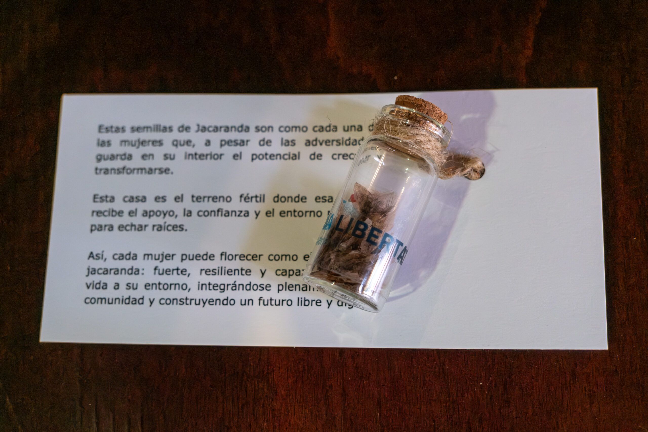 Semillas de Jacaranda